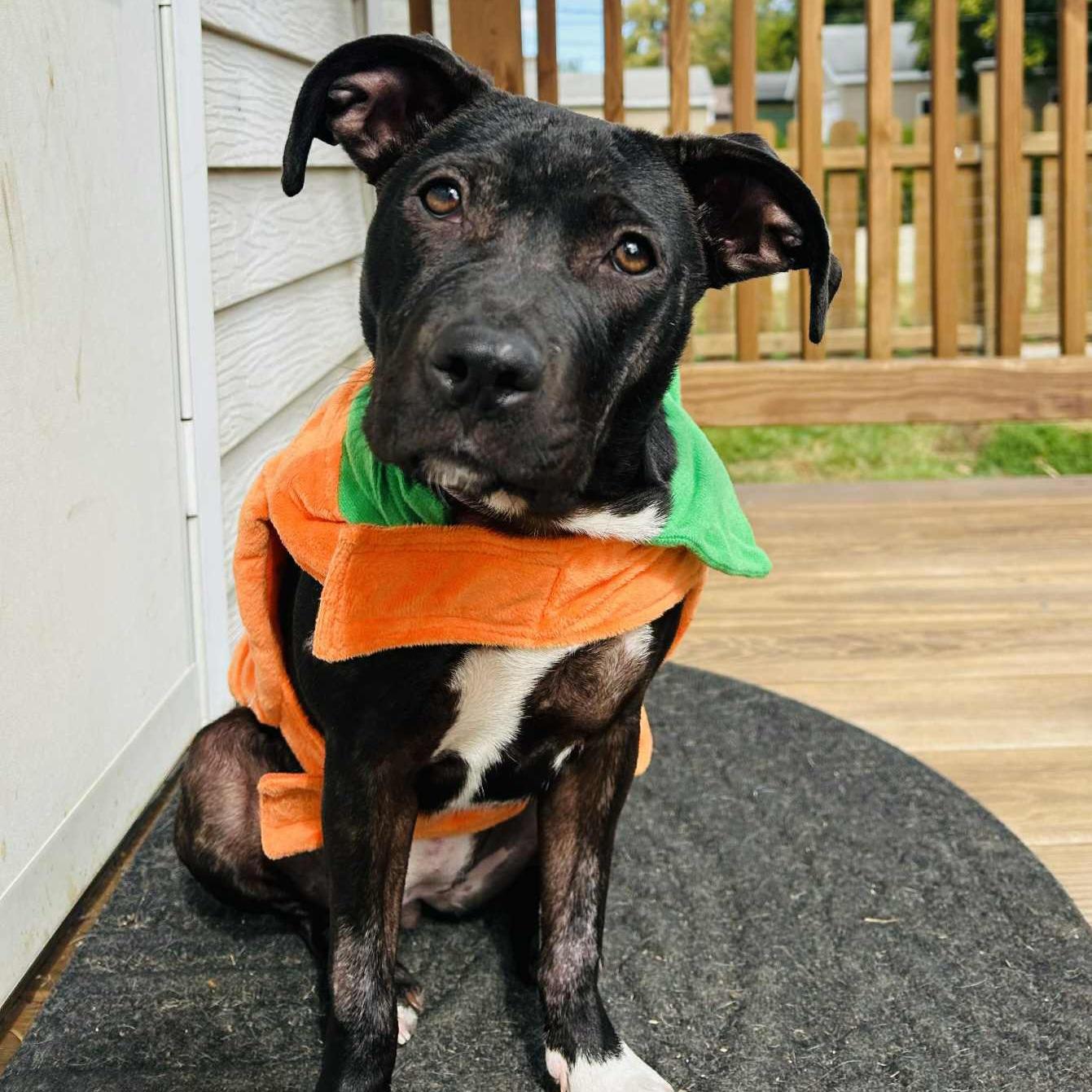 Enlarge Boo, a Adoptable mixed breed in Normal, IL image 2/6