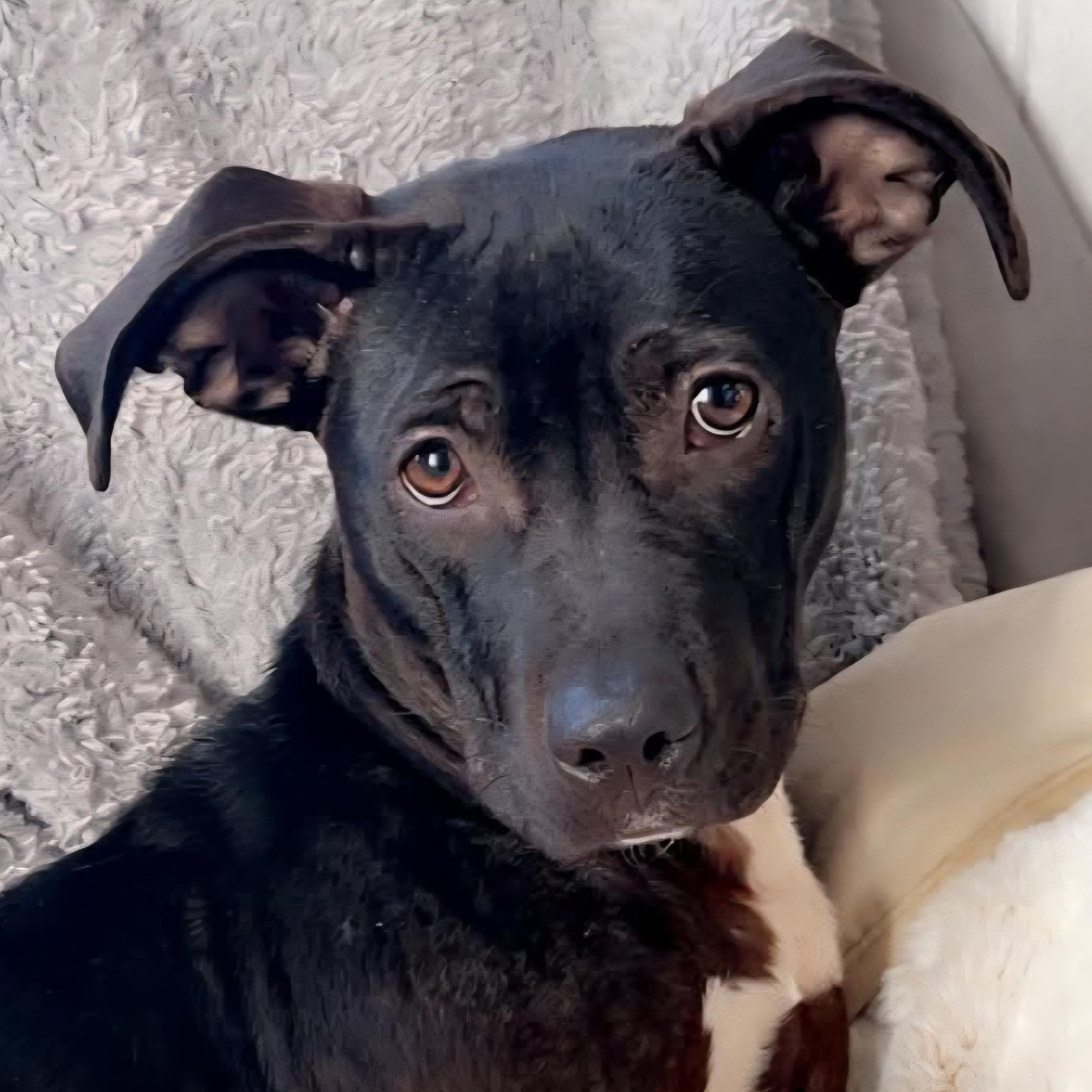 Boo, Adoptable, Puppy Female Pit Bull Terrier & Mixed Breed.