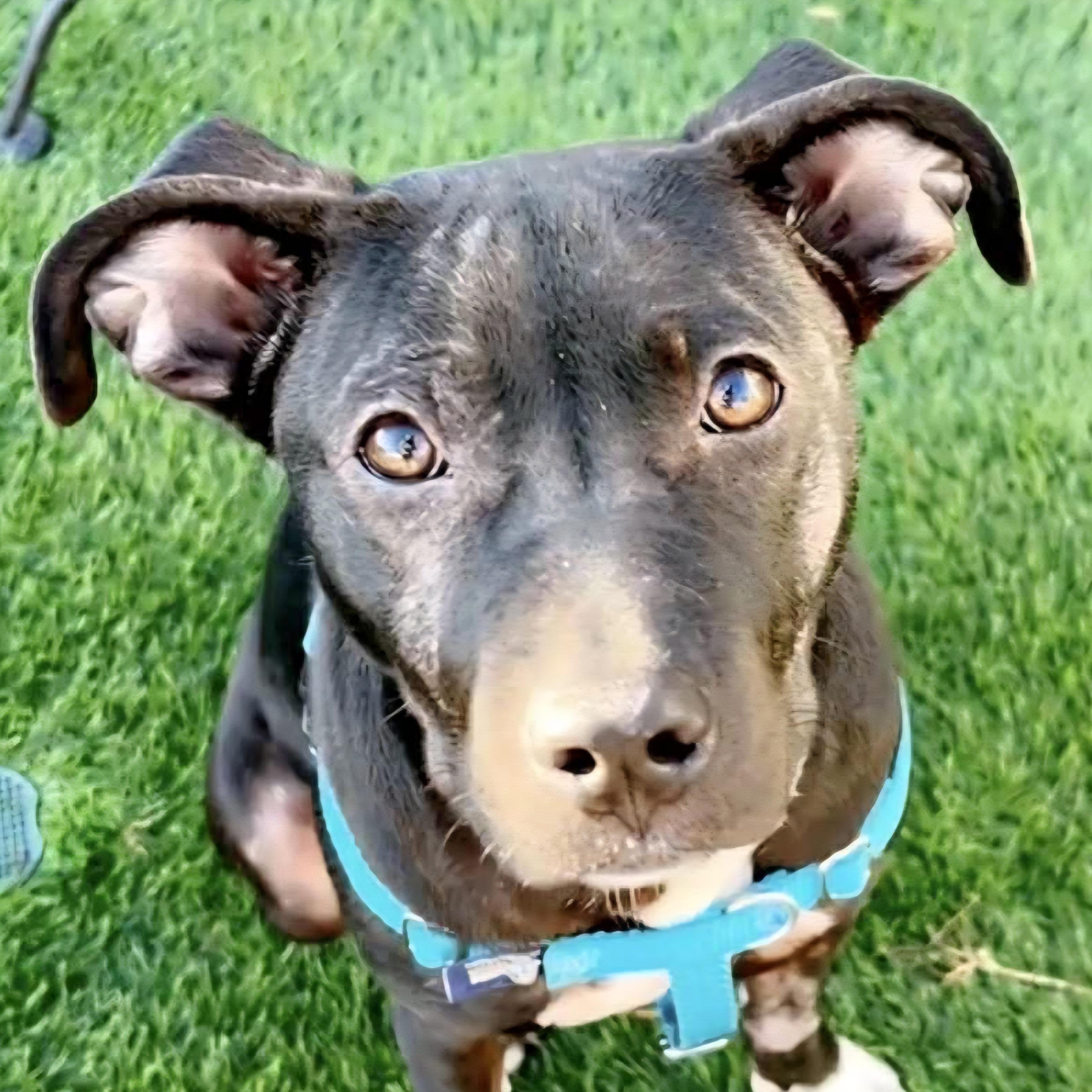 Enlarge Boo, a Adoptable mixed breed in Normal, IL image 4/6