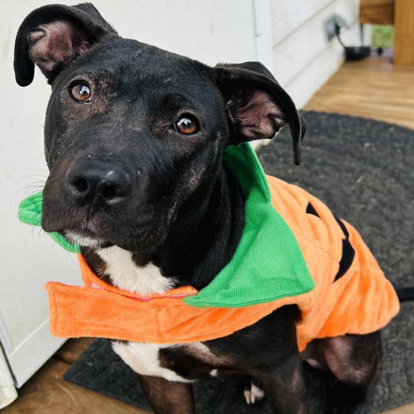 Enlarge Boo, a Adoptable mixed breed in Normal, IL image 3/6