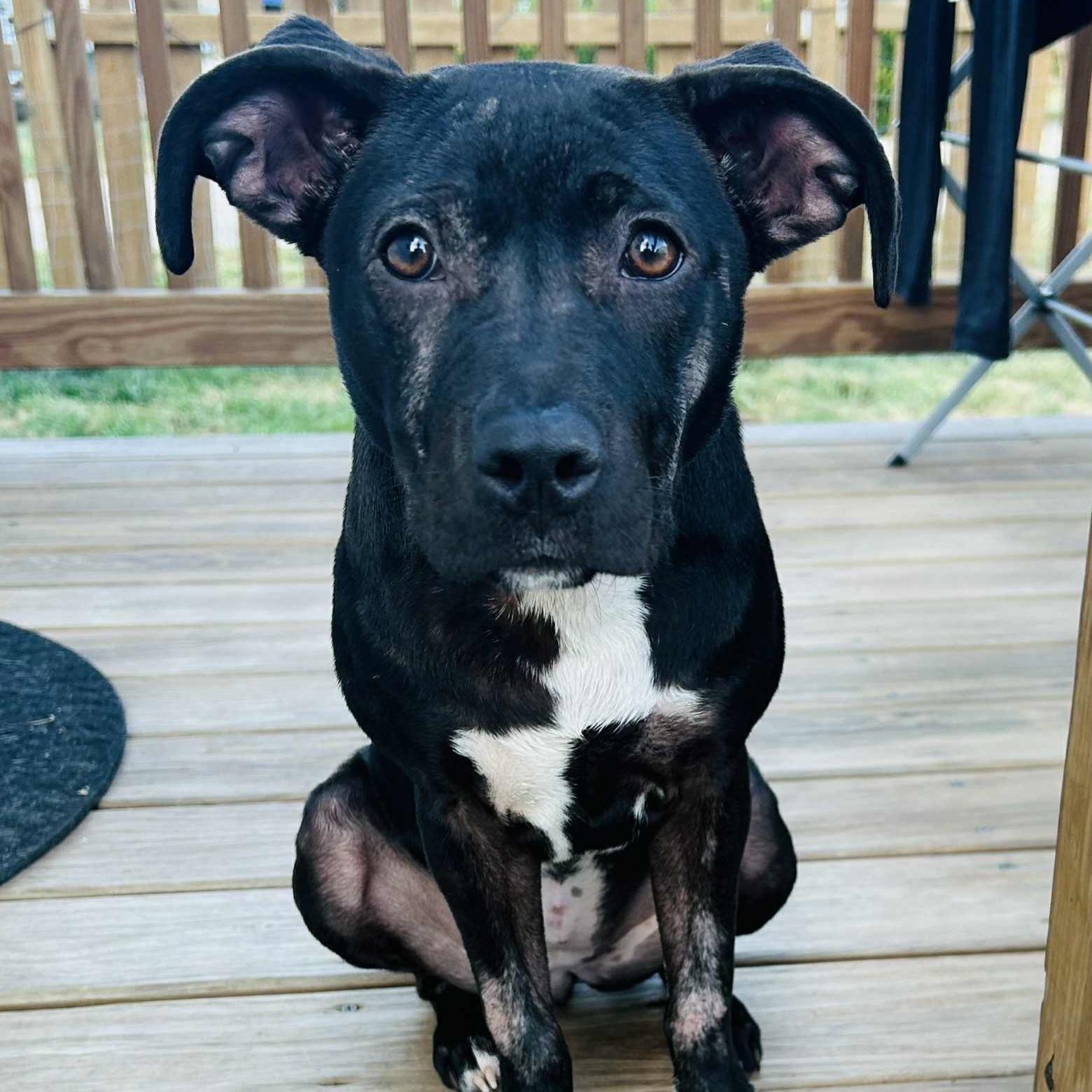 Enlarge Boo, a Adoptable mixed breed in Normal, IL image 6/6