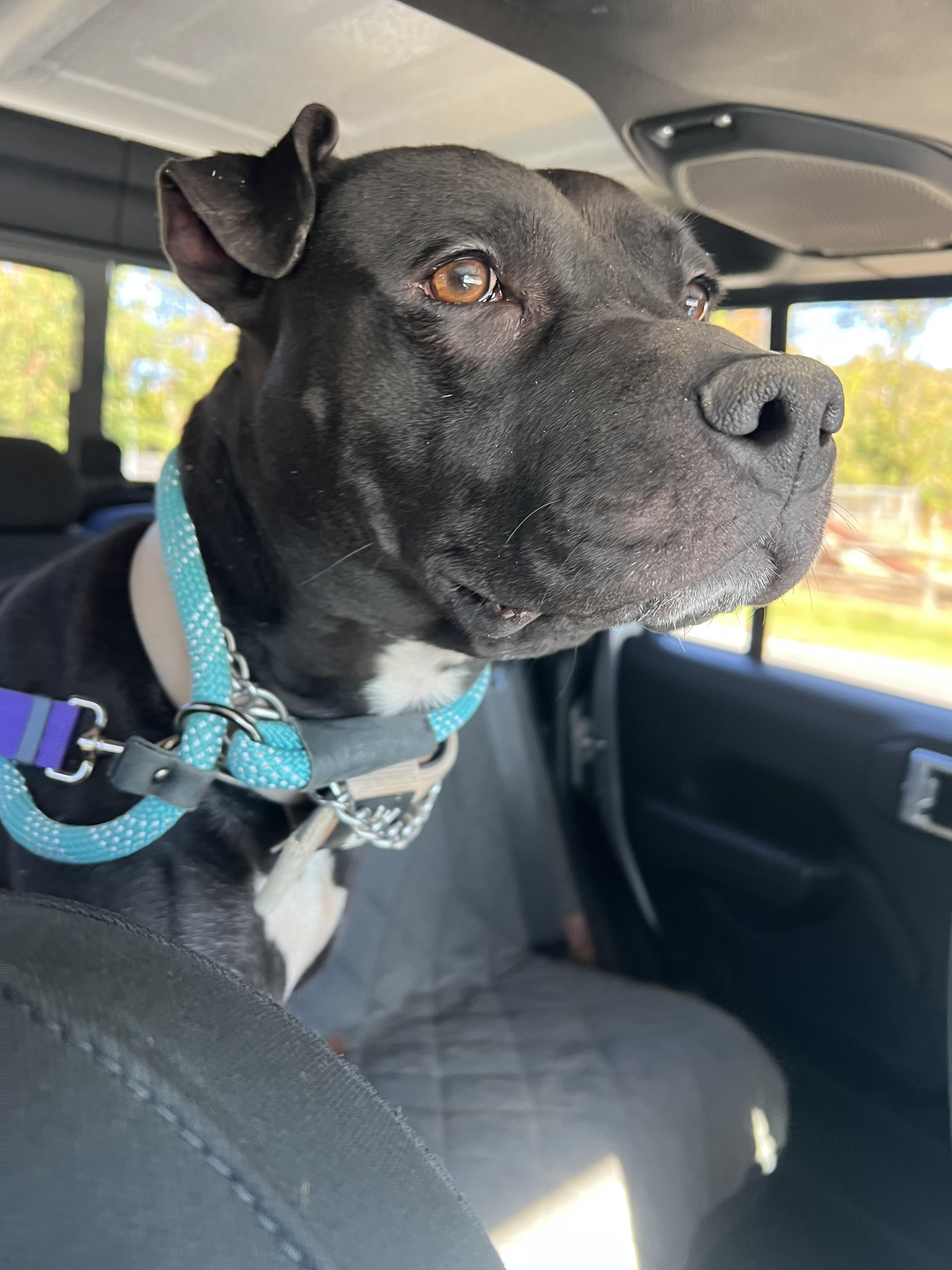 Enlarge Kaizer, a Adoptable Pit Bull Terrier in sparta, NC image 3/5