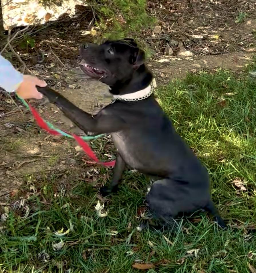 Enlarge Kaizer, a Adoptable Pit Bull Terrier in sparta, NC image 5/5