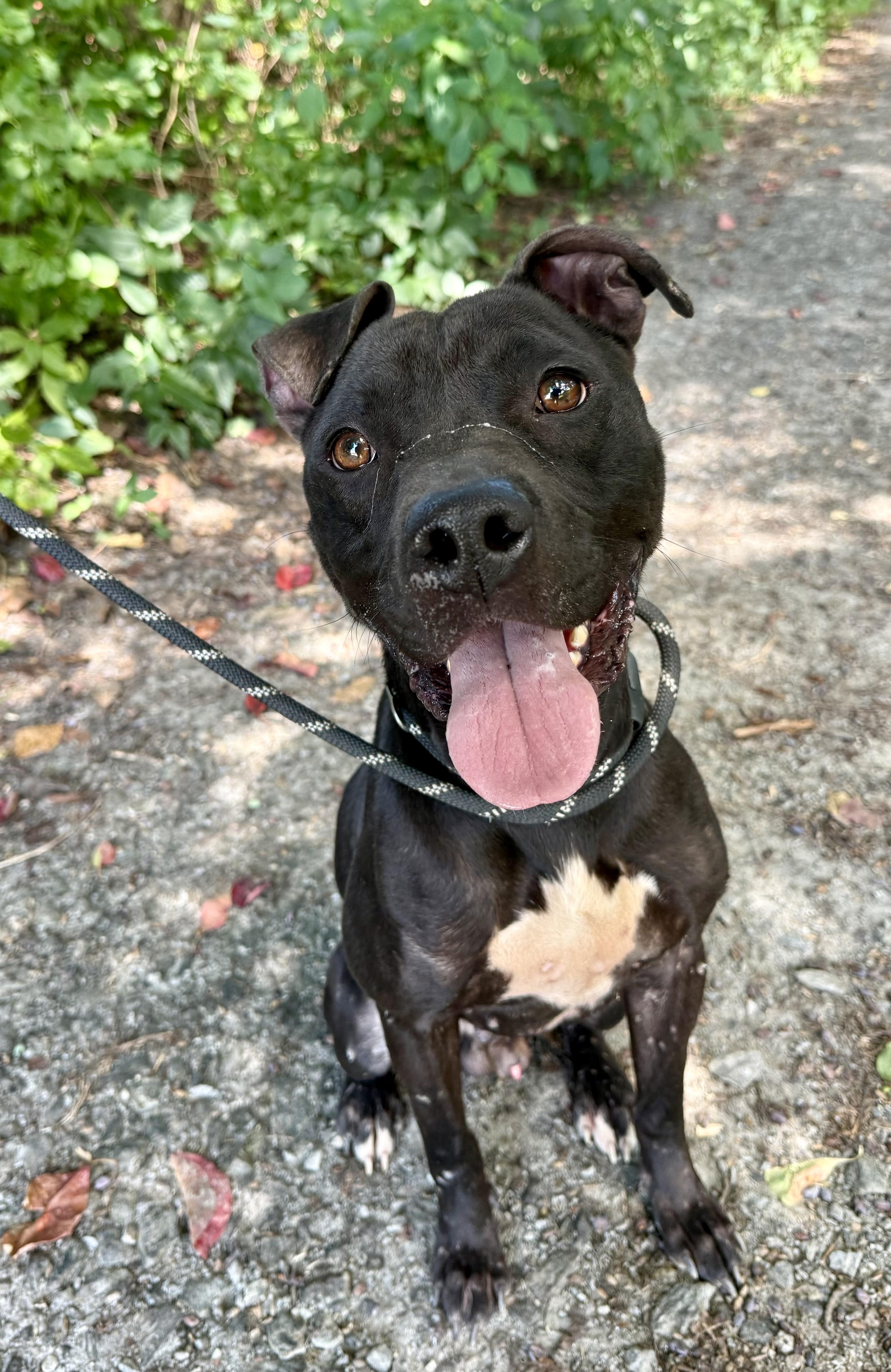 Enlarge Kaizer, a Adoptable Pit Bull Terrier in sparta, NC image 1/5