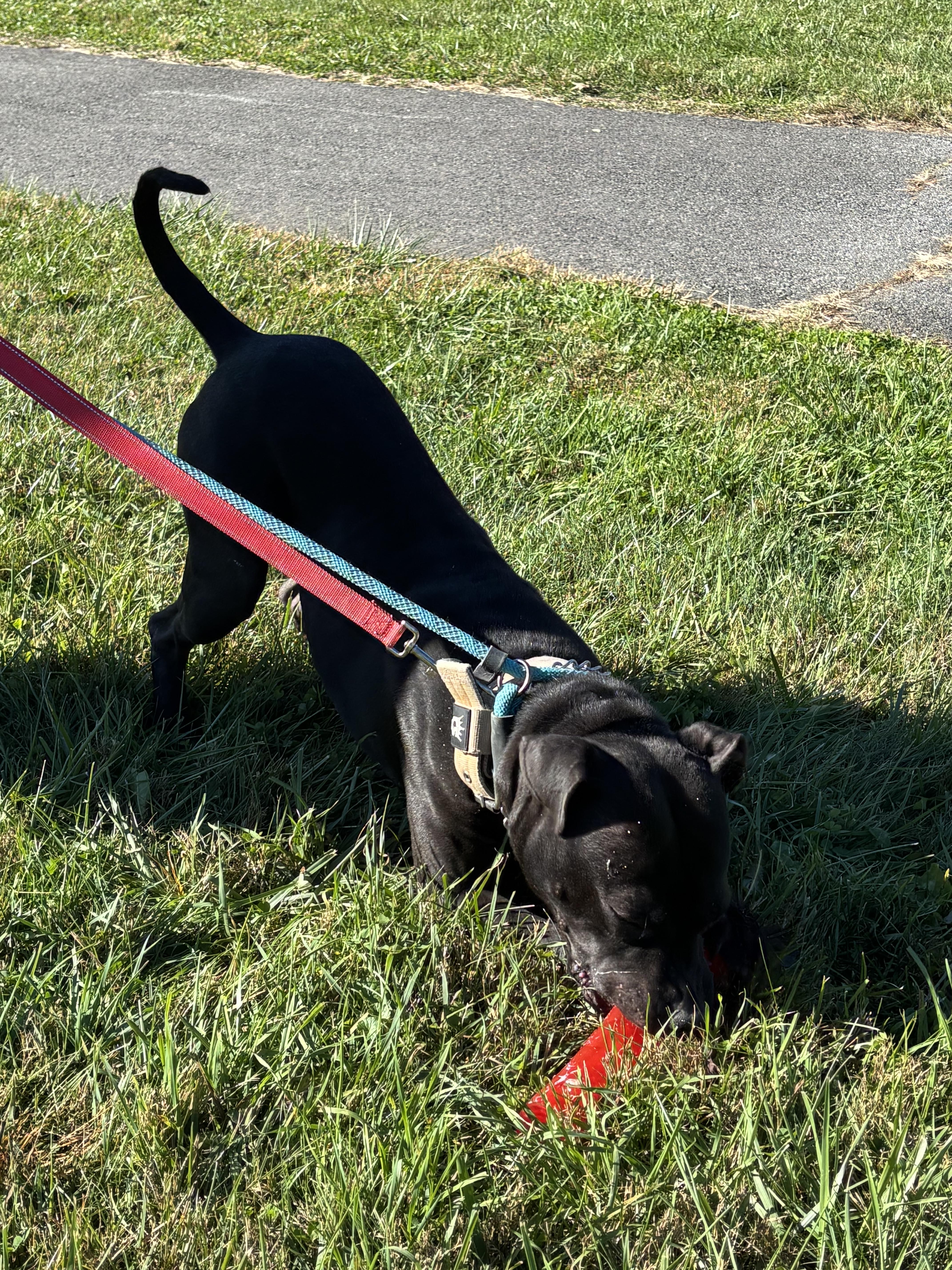 Enlarge Kaizer, a Adoptable Pit Bull Terrier in sparta, NC image 4/5