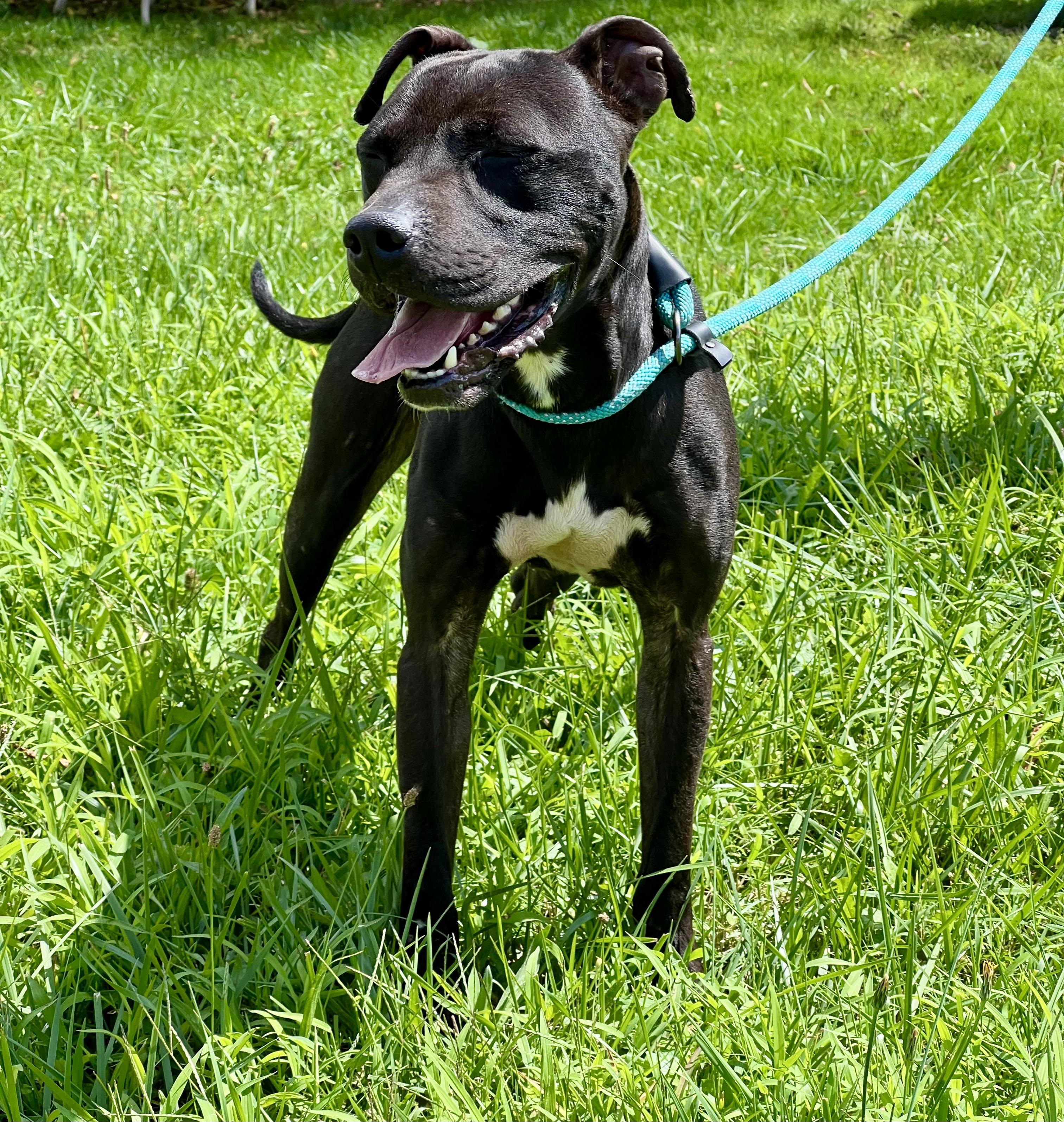 Enlarge Kaizer, a Adoptable Pit Bull Terrier in sparta, NC image 2/5