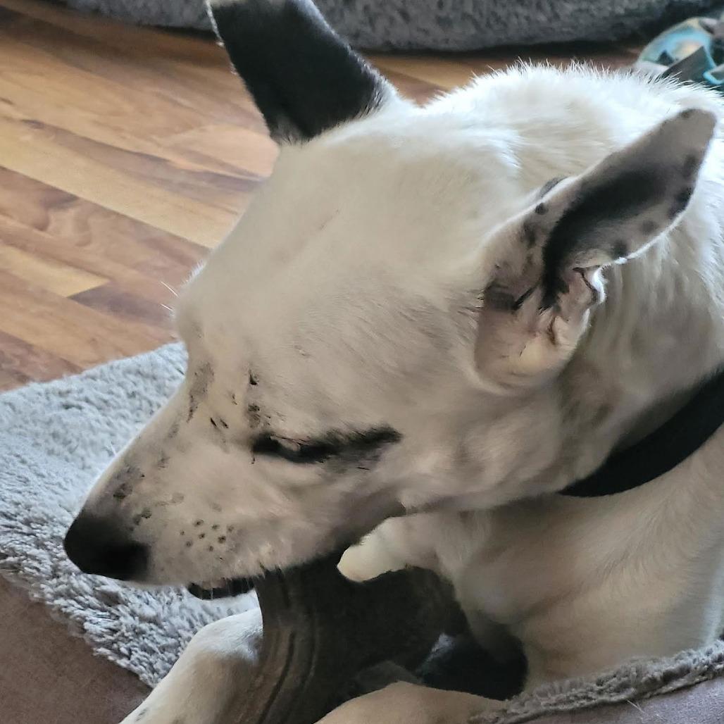 Mrs. Moose D6482 — thumbnail 3