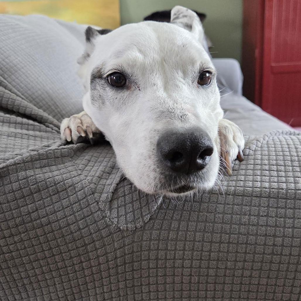 Mrs. Moose D6482 — thumbnail 4