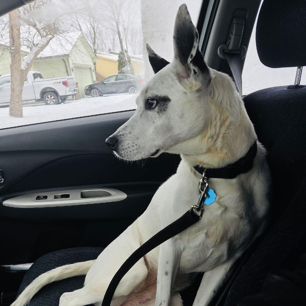 Mrs. Moose D6482 — thumbnail 6