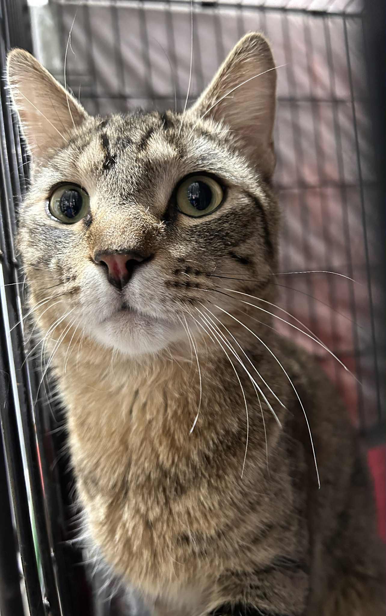 Enlarge Lucas, a ADOPTABLE Domestic Short Hair in Westfield, MA image 1/1