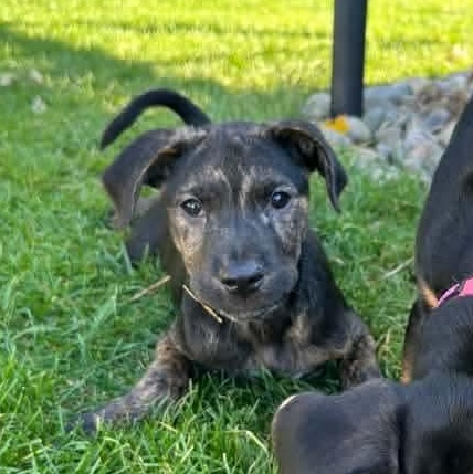 Enlarge Hansel, a Adoptable mixed breed in Kentwood, MI image 4/6