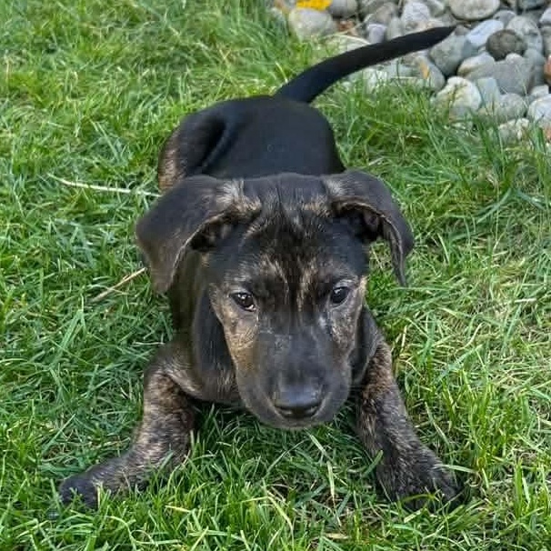 Enlarge Hansel, a Adoptable mixed breed in Kentwood, MI image 2/6