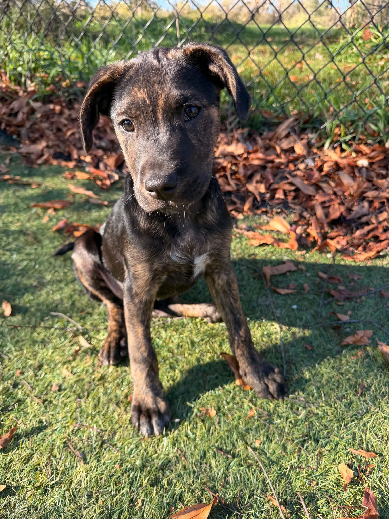 Hansel, Adoptable, Puppy Male German Shepherd Dog & Labrador Retriever.