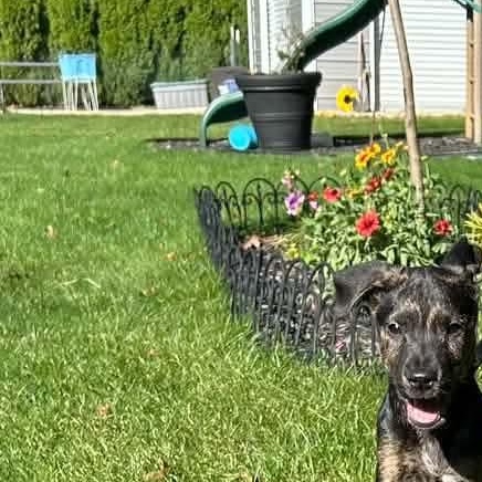 Enlarge Hansel, a Adoptable mixed breed in Kentwood, MI image 3/6