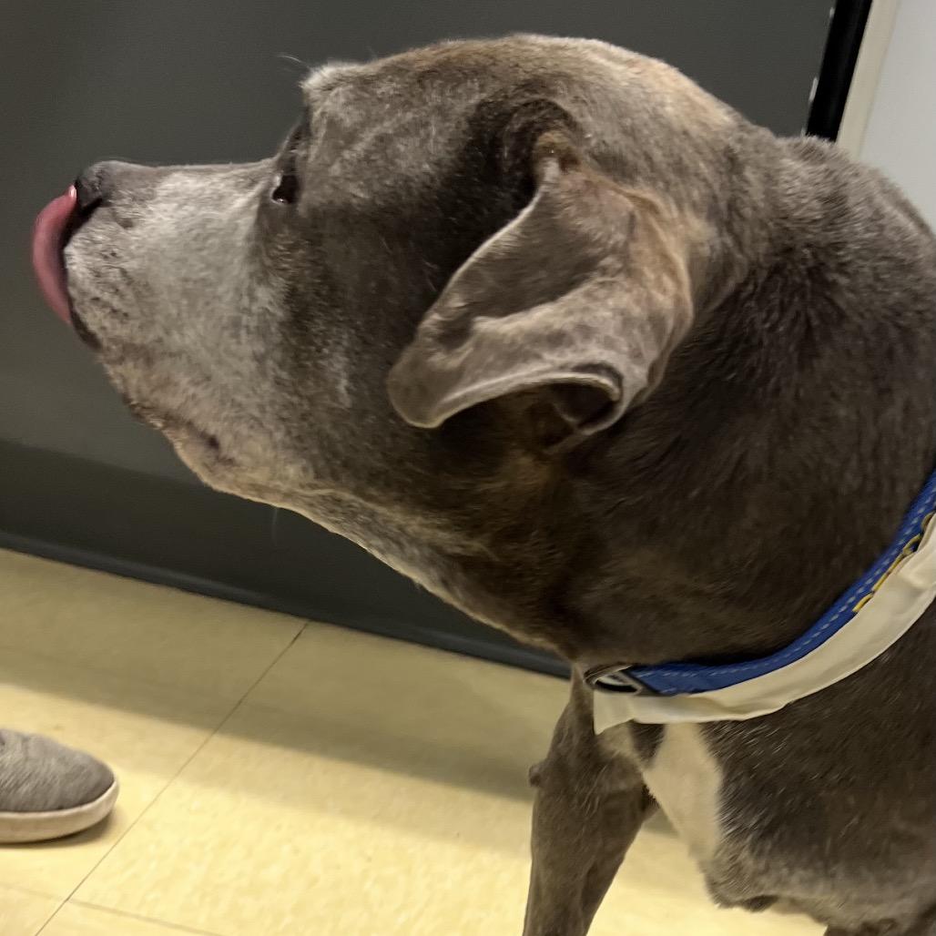 Enlarge Snupe, a Adoptable Mixed Breed in Parkton, MD image 4/6