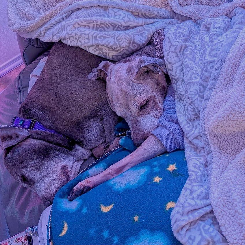 Enlarge Snupe, a Adoptable Mixed Breed in Parkton, MD image 1/6