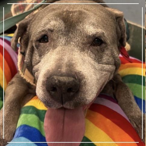 Enlarge Snupe, a Adoptable Mixed Breed in Parkton, MD image 6/6