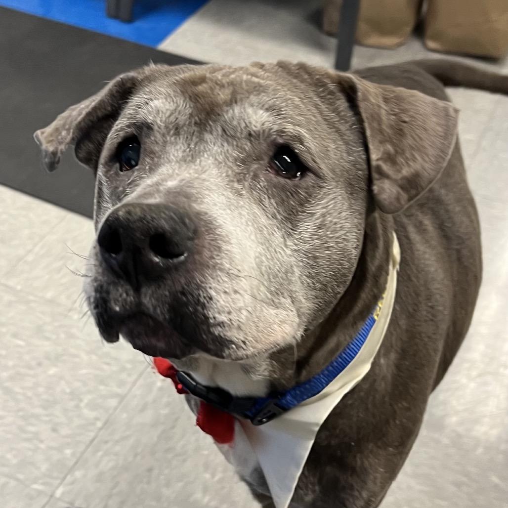 Enlarge Snupe, a Adoptable Mixed Breed in Parkton, MD image 2/6