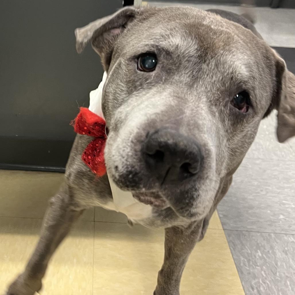 Enlarge Snupe, a Adoptable Mixed Breed in Parkton, MD image 3/6