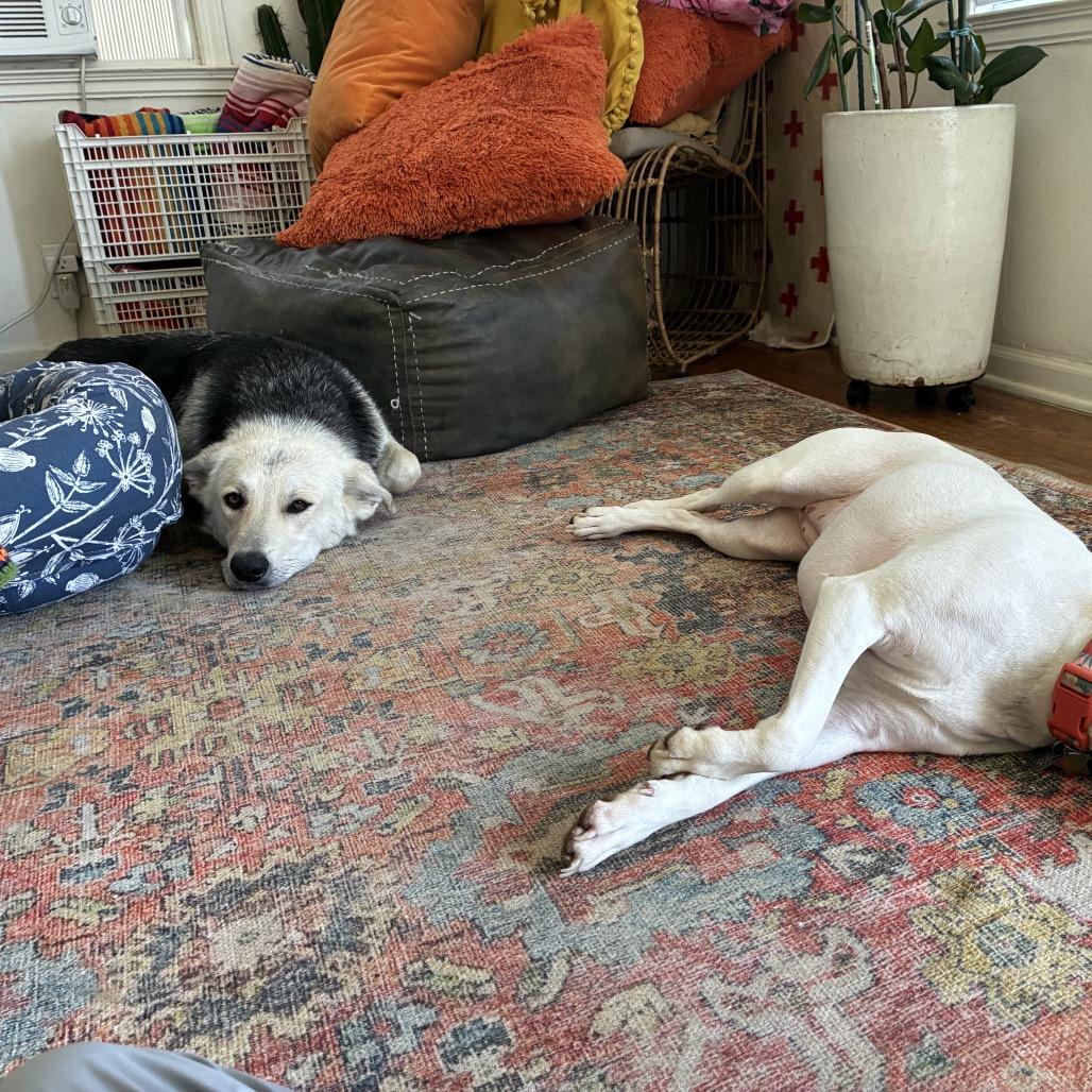 Enlarge LC-Clara, a Adoptable mixed breed in Tulsa, OK image 1/6