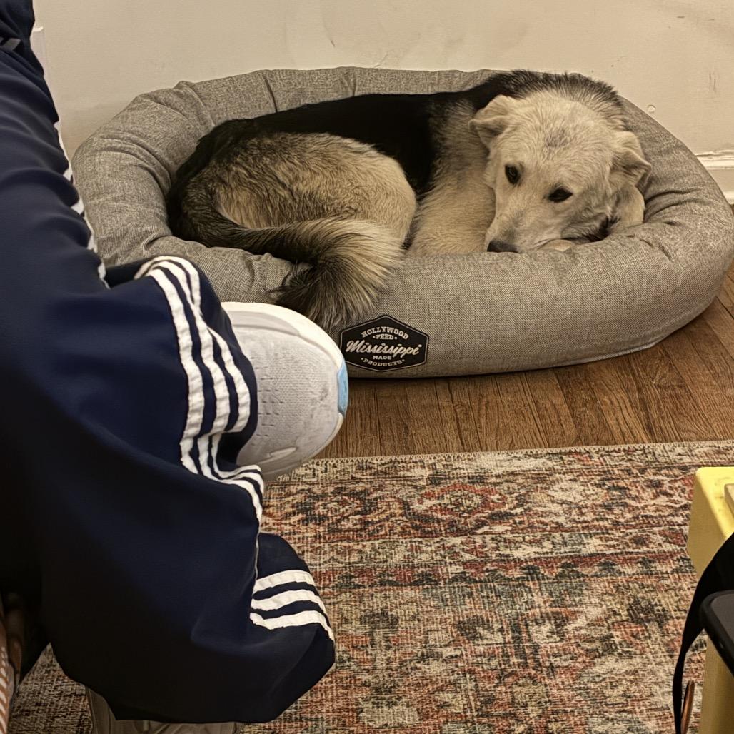 Enlarge LC-Clara, a Adoptable mixed breed in Tulsa, OK image 2/6