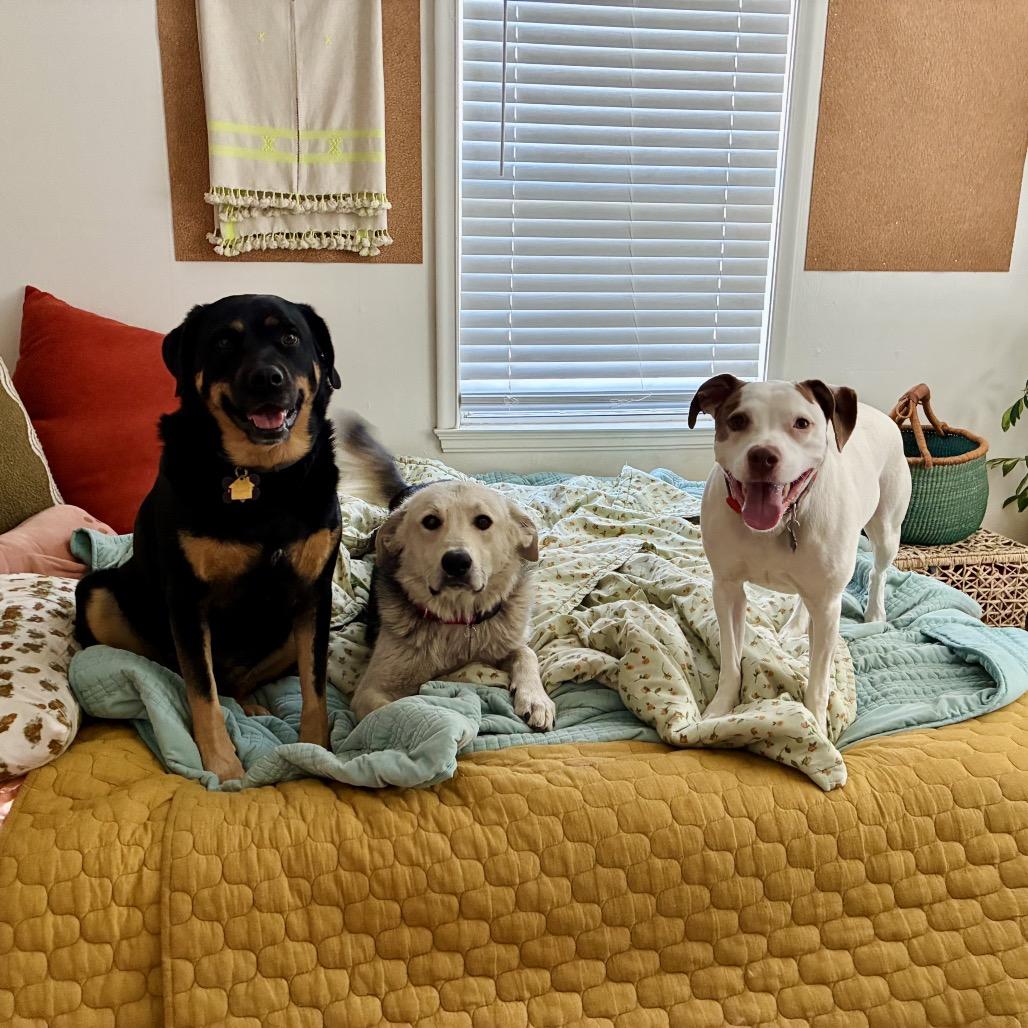 Enlarge LC-Clara, a Adoptable mixed breed in Tulsa, OK image 3/6