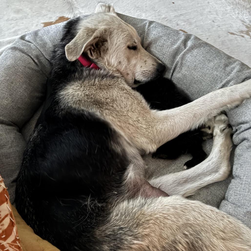 Enlarge LC-Clara, a Adoptable mixed breed in Tulsa, OK image 4/6