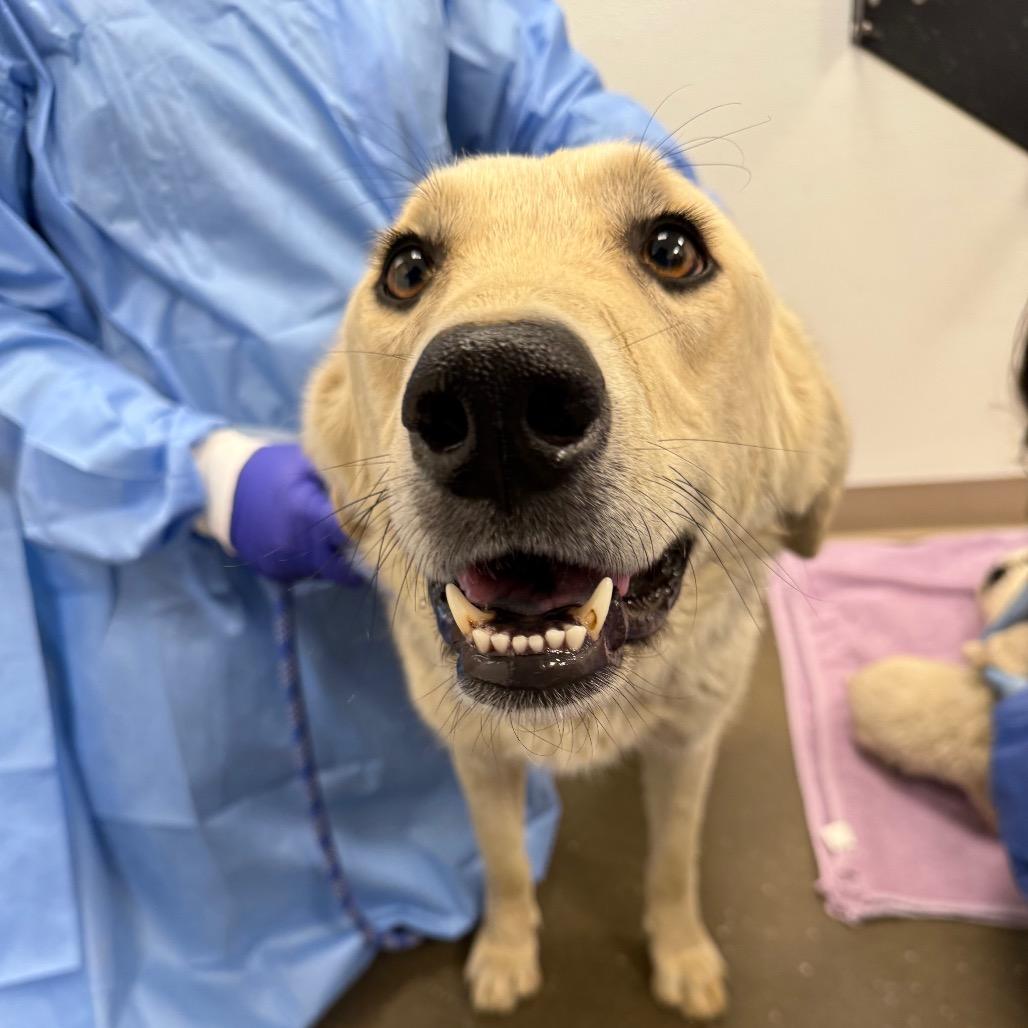 Enlarge LC-Clara, a Adoptable mixed breed in Tulsa, OK image 5/6