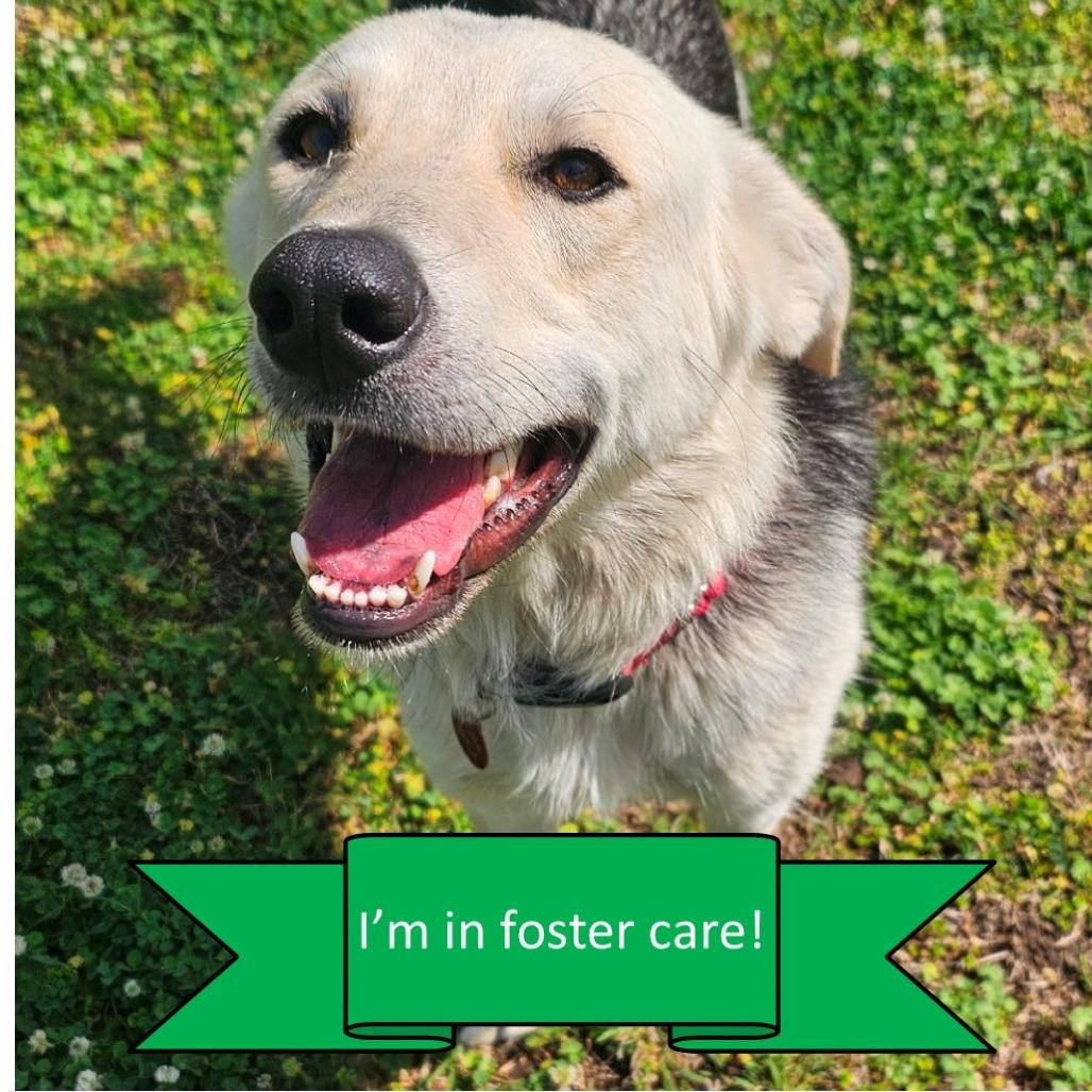 Enlarge LC-Clara, a Adoptable mixed breed in Tulsa, OK image 6/6