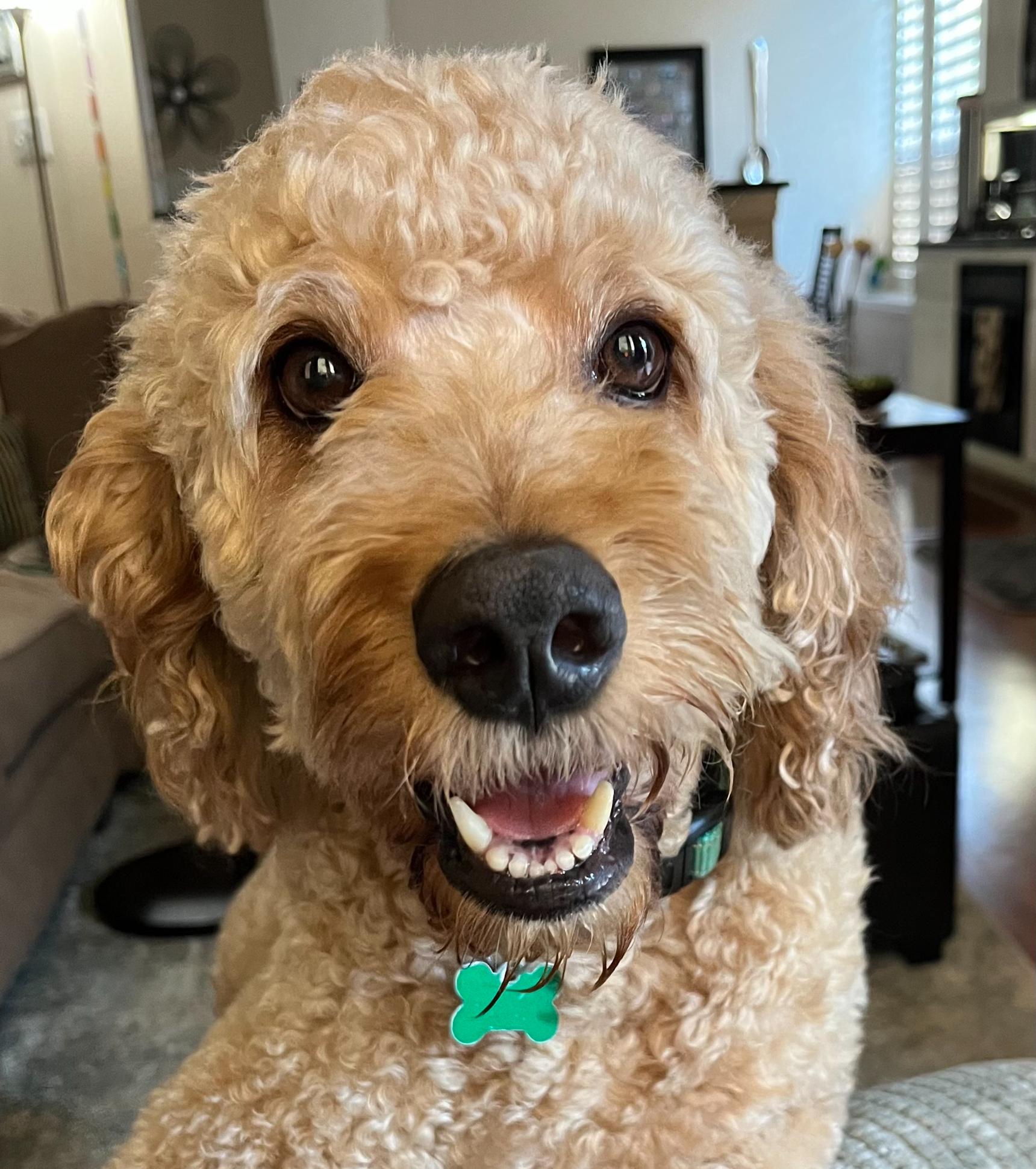 Winston Von Wigglebottom, adopted, Adult Male Goldendoodle.