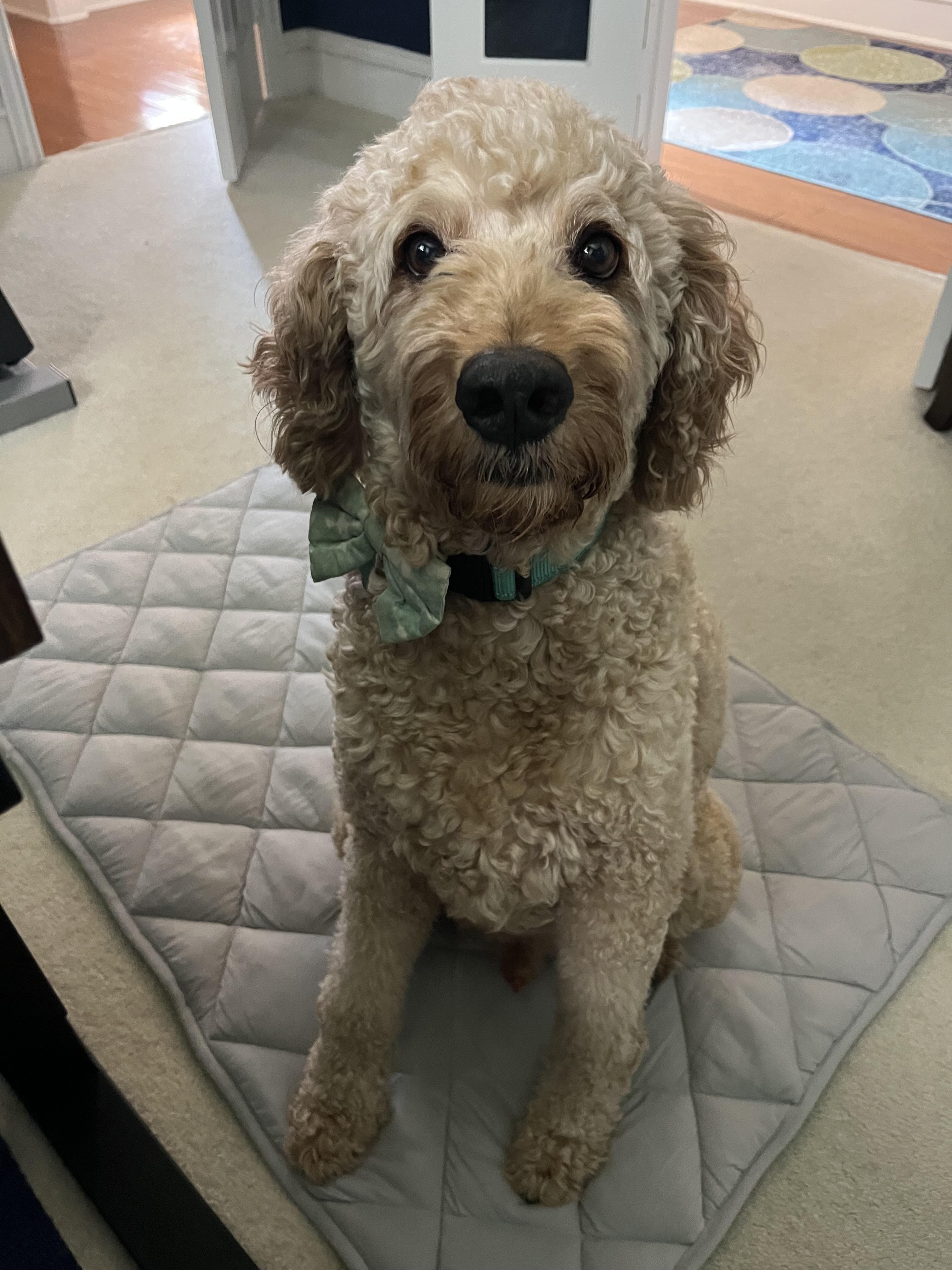 Winston Von Wigglebottom, an adopted Goldendoodle in Garland, TX image 2/5