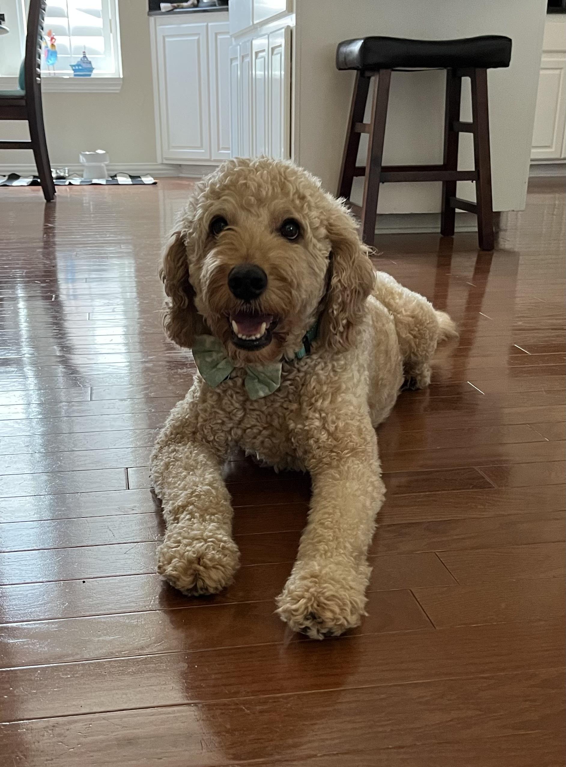Winston Von Wigglebottom, an adopted Goldendoodle in Garland, TX image 5/5
