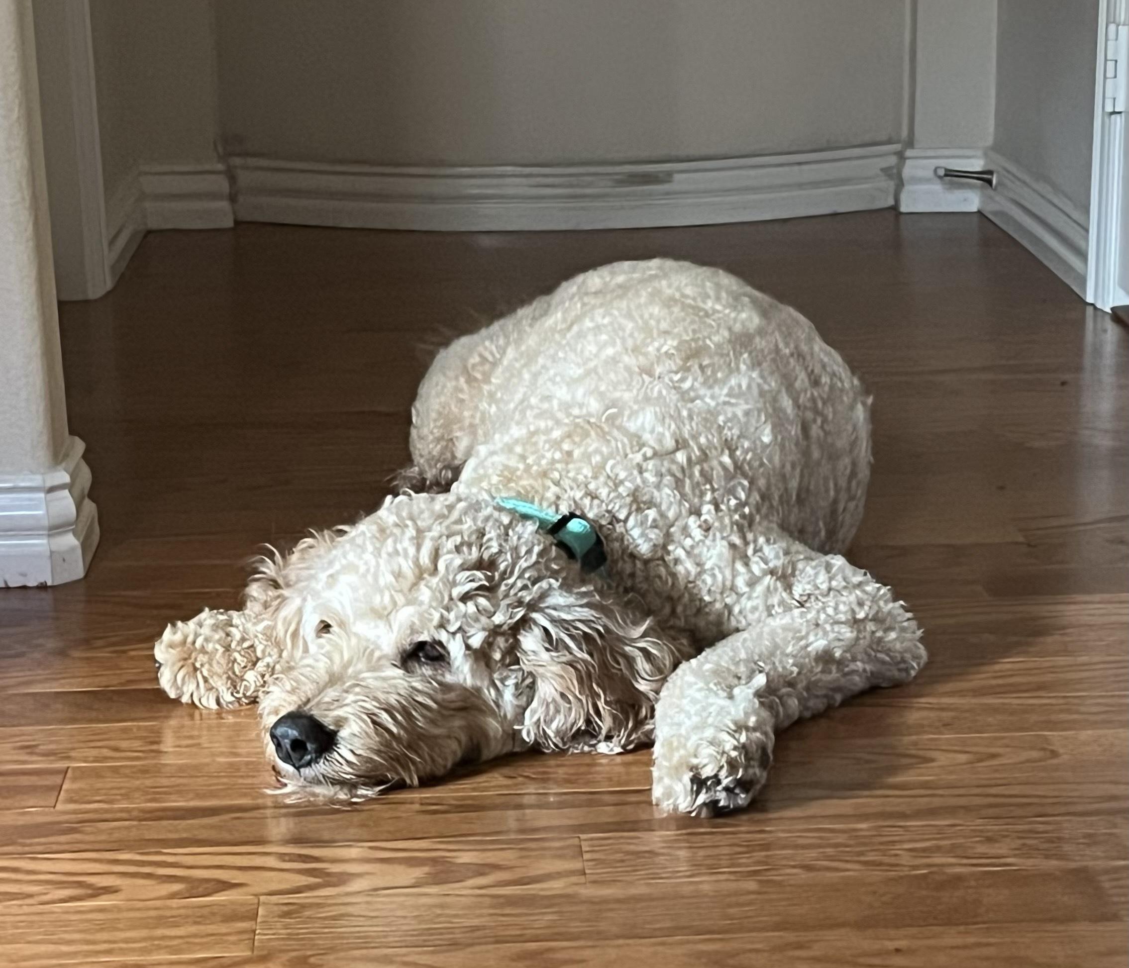 Winston Von Wigglebottom, an adopted Goldendoodle in Garland, TX image 3/5