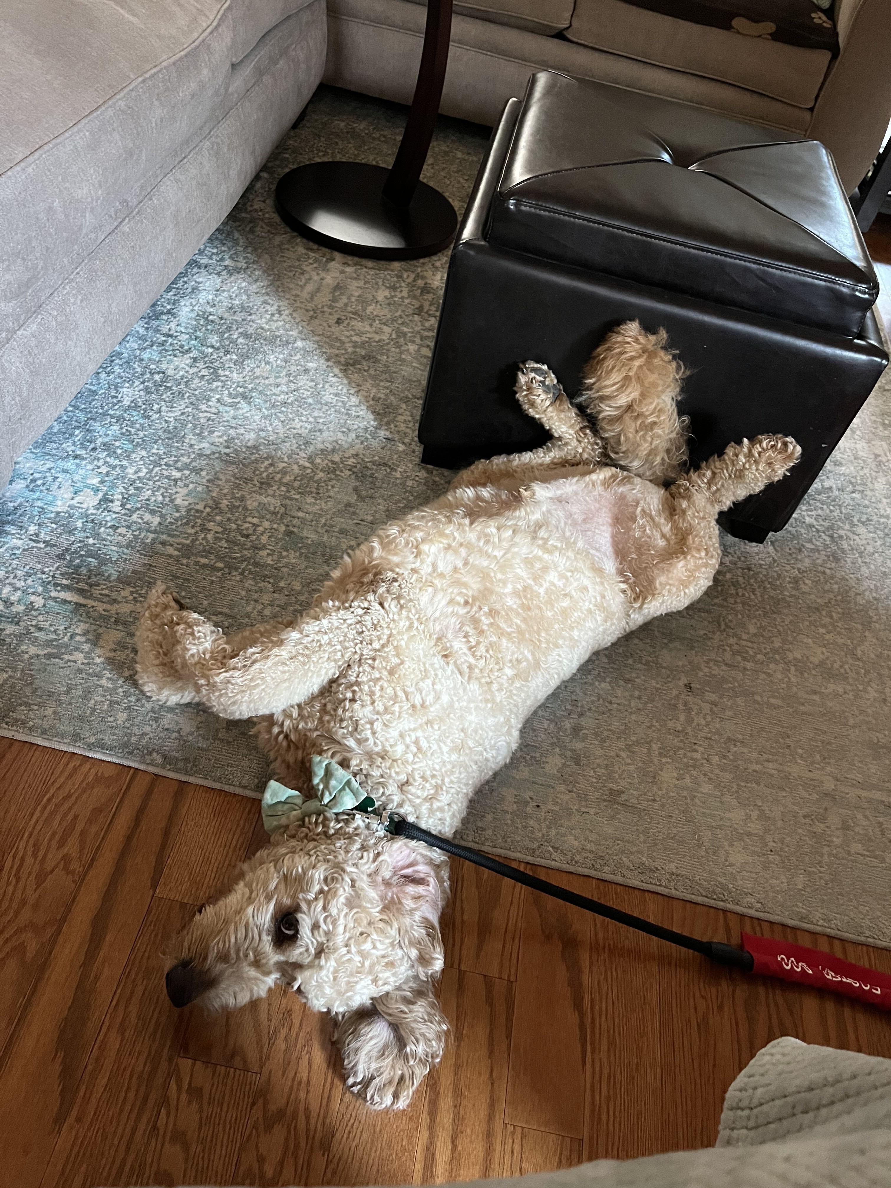 Winston Von Wigglebottom, an adopted Goldendoodle in Garland, TX image 4/5