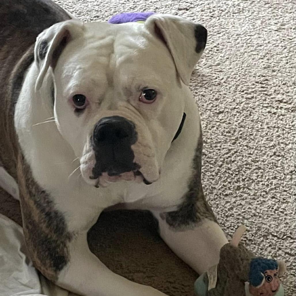 Enlarge Alessia, a Adoptable English Bulldog in Middletown, OH image 1/3