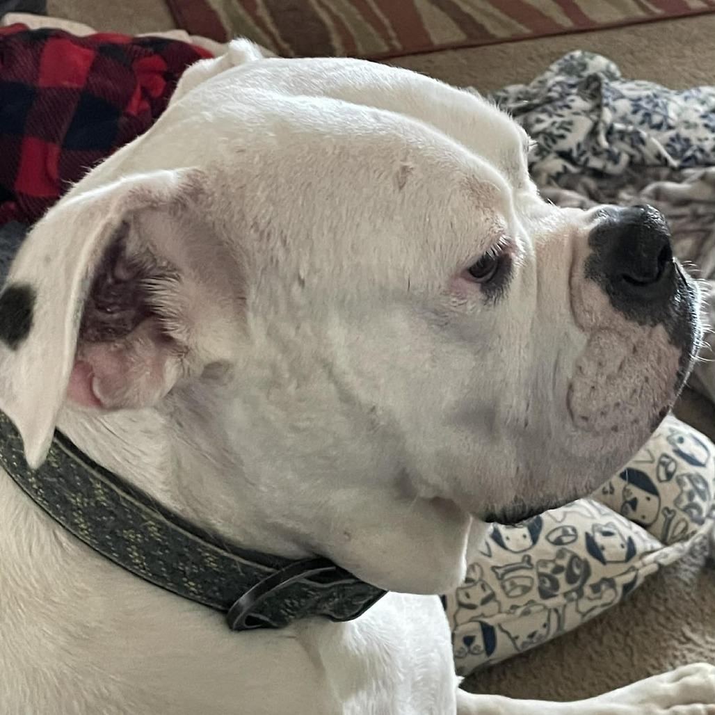 Enlarge Alessia, a Adoptable English Bulldog in Middletown, OH image 2/6