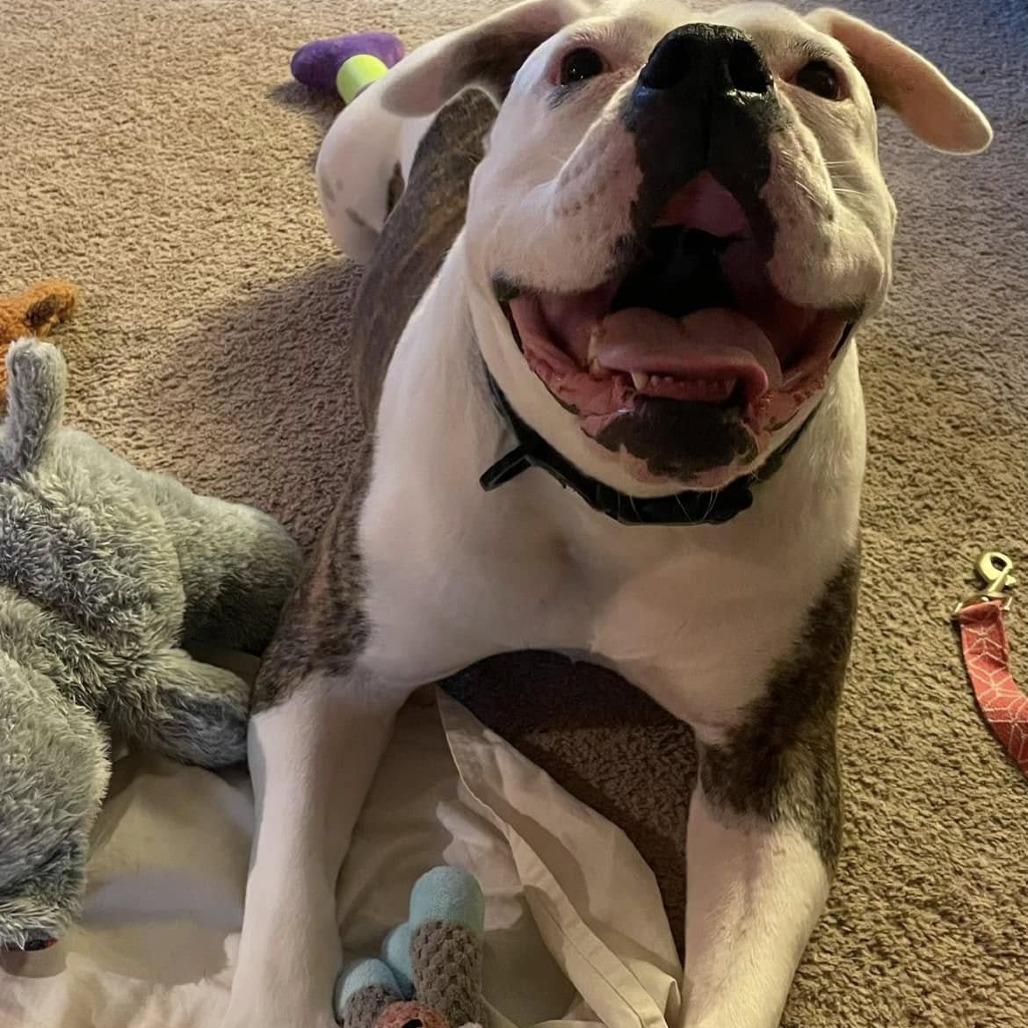 Enlarge Alessia, a Adoptable English Bulldog in Middletown, OH image 2/3