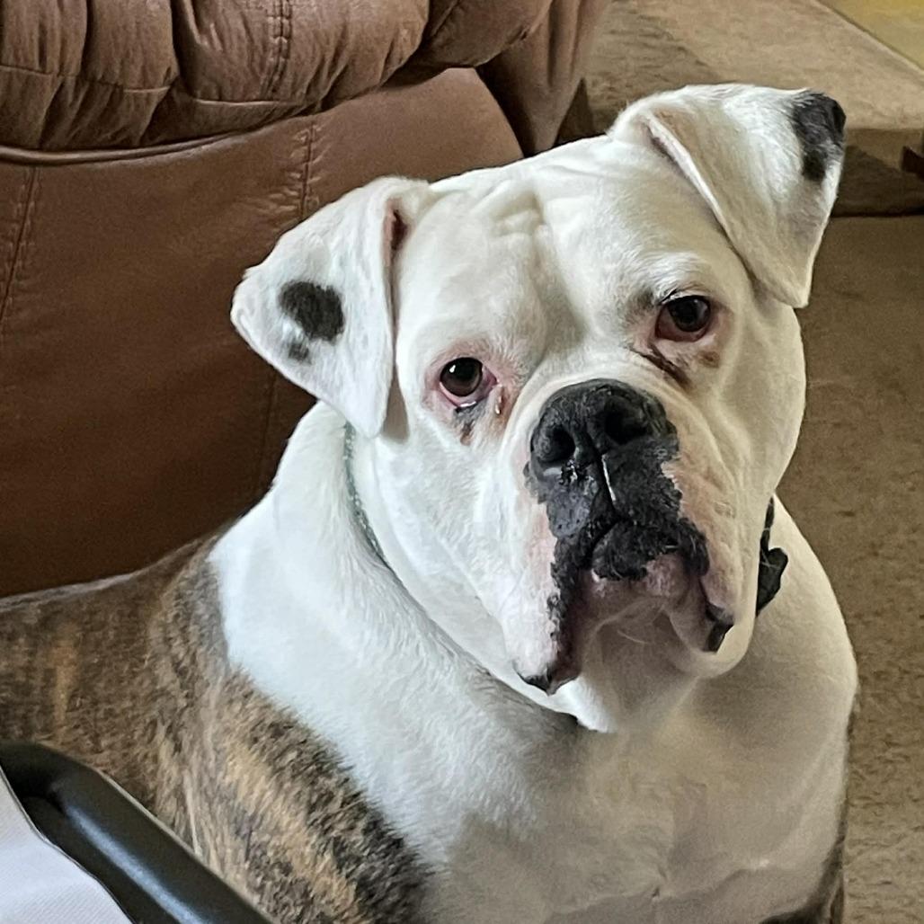 Enlarge Alessia, a Adoptable English Bulldog in Middletown, OH image 4/6