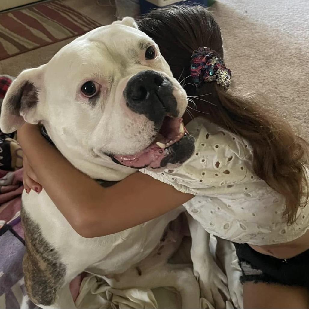 Enlarge Alessia, a Adoptable English Bulldog in Middletown, OH image 3/3