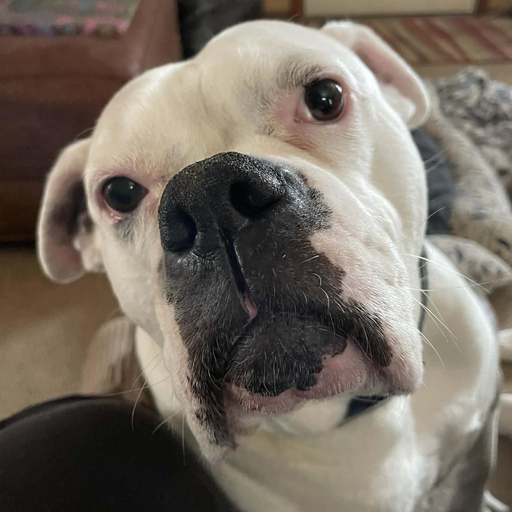 Enlarge Alessia, a Adoptable English Bulldog in Middletown, OH image 6/6