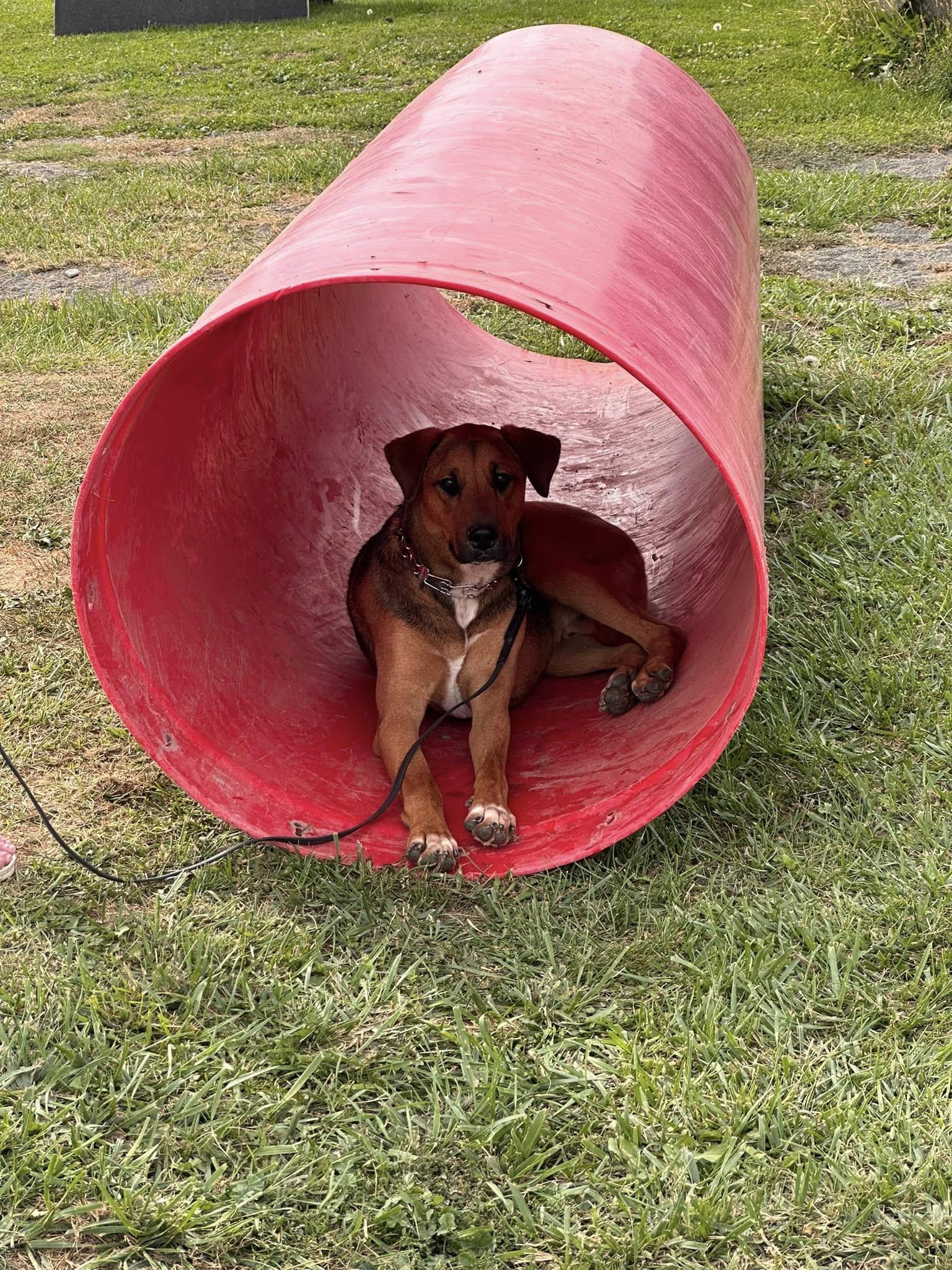 Enlarge Buckley, a Adoptable German Shepherd Dog in West Richland, WA image 2/6