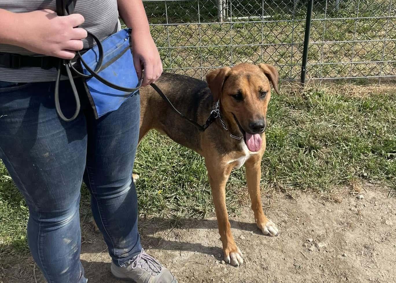 Enlarge Buckley, a Adoptable German Shepherd Dog in West Richland, WA image 3/6
