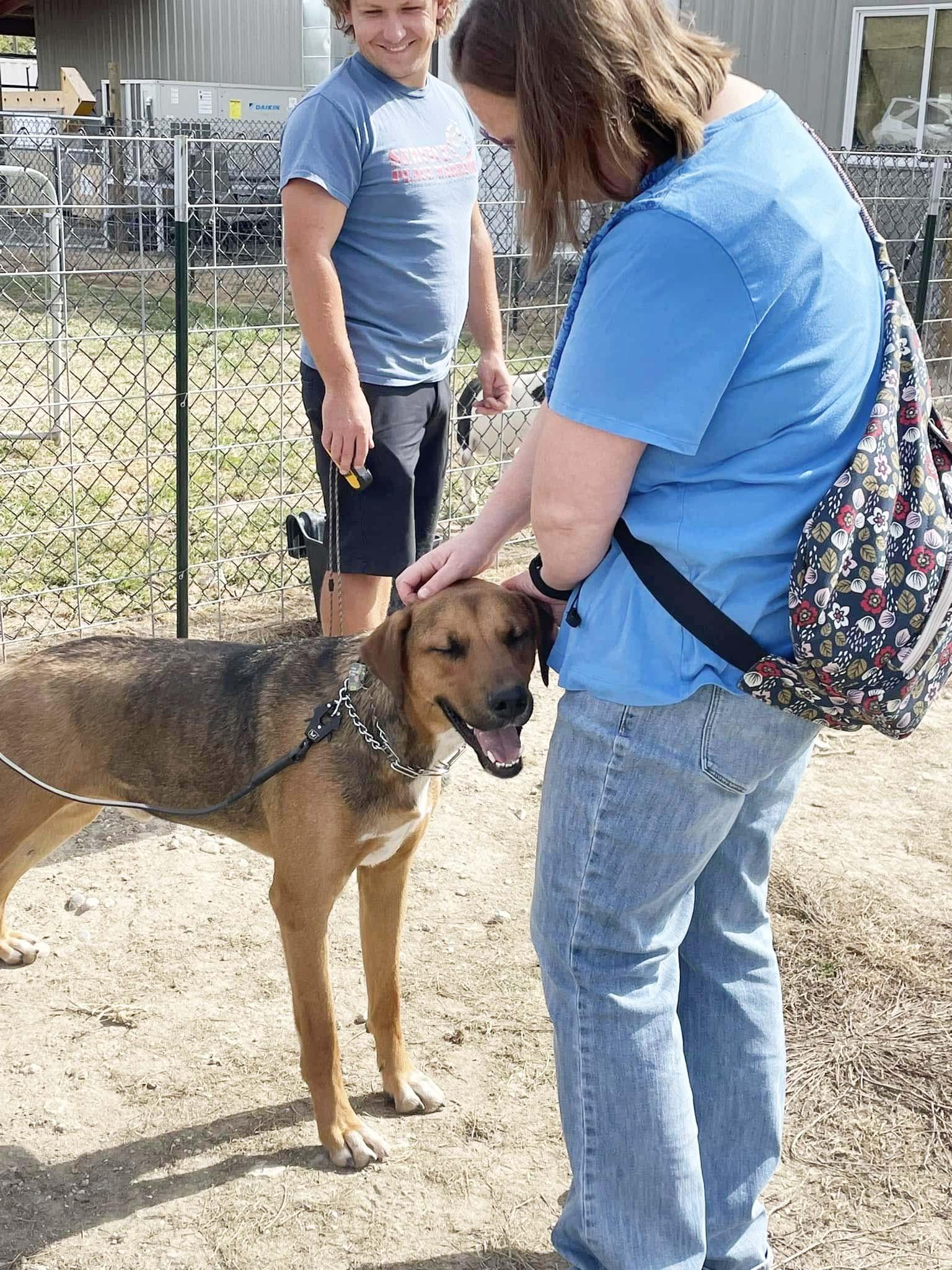 Enlarge Buckley, a Adoptable German Shepherd Dog in West Richland, WA image 4/6