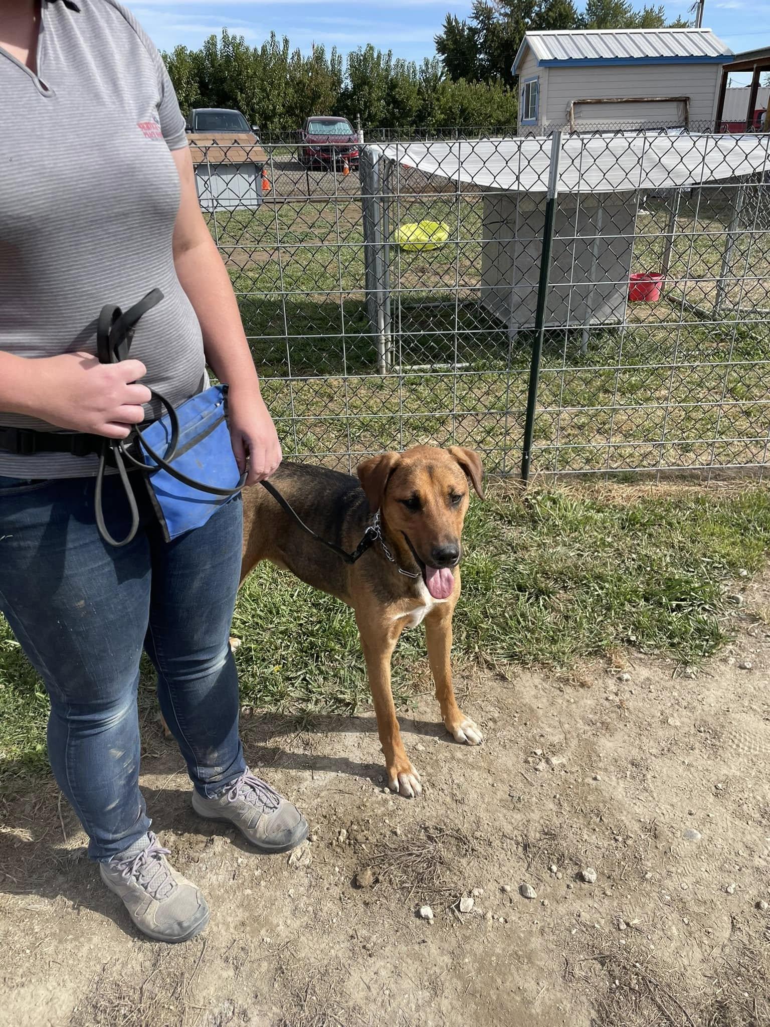 Enlarge Buckley, a Adoptable German Shepherd Dog in West Richland, WA image 5/6
