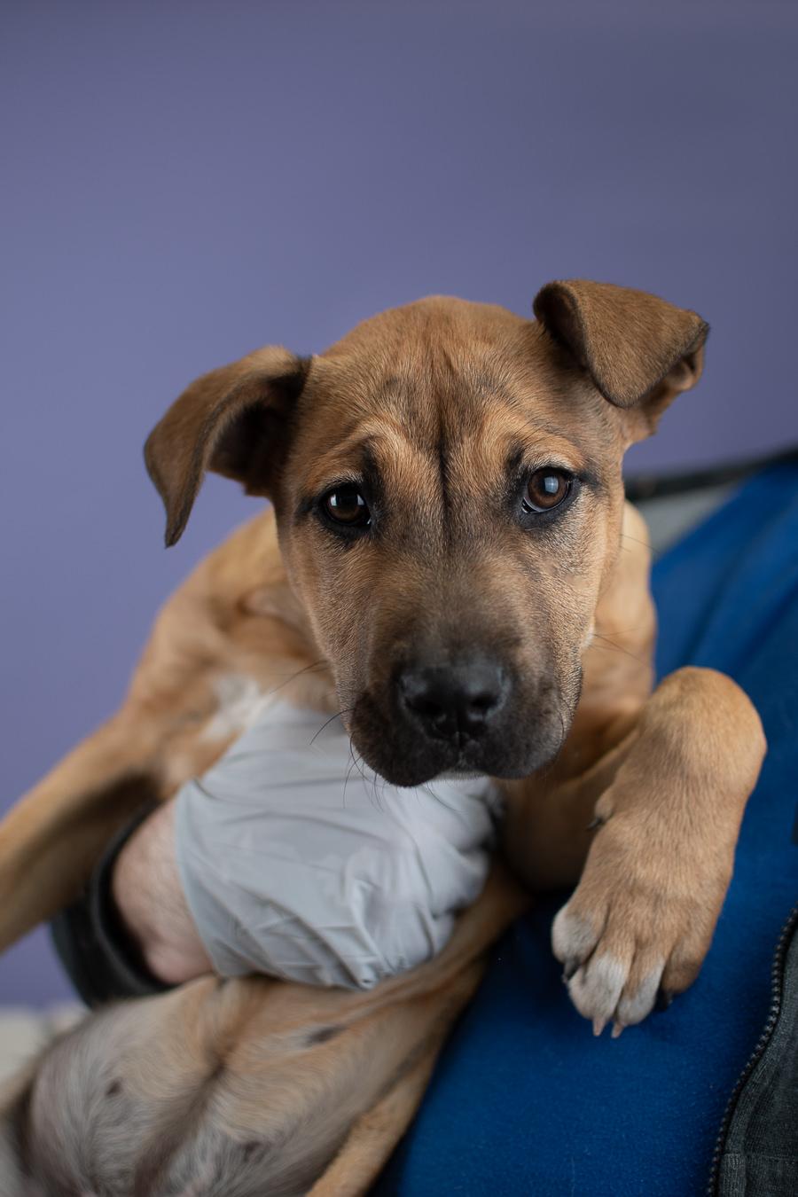 #11-26, Adoptable, Puppy Female Boxer & Shepherd.