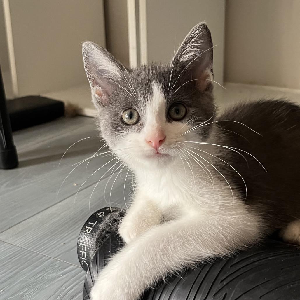 Ace, Adoptable, Young Male Domestic Medium Hair.