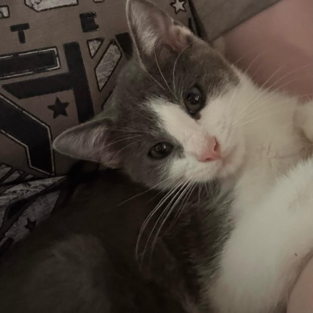 Enlarge Ace, a Adoptable Domestic Medium Hair in Memphis, TN image 2/2