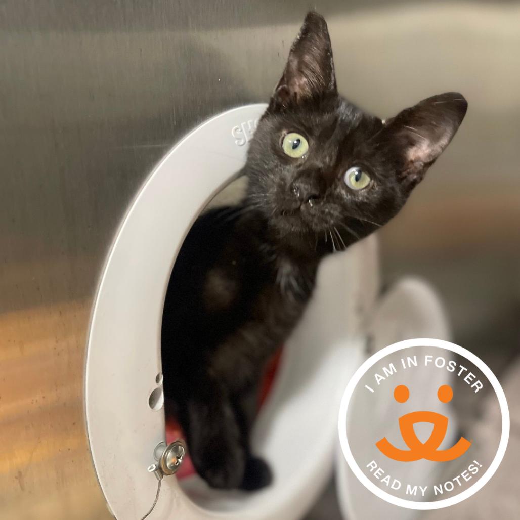 Enlarge Lima, a Adoptable Domestic Short Hair in Los Angeles, CA image 1/1