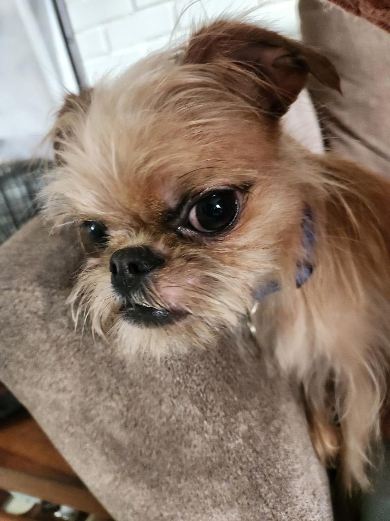 Ricky, Adopted, Young Male Brussels Griffon.