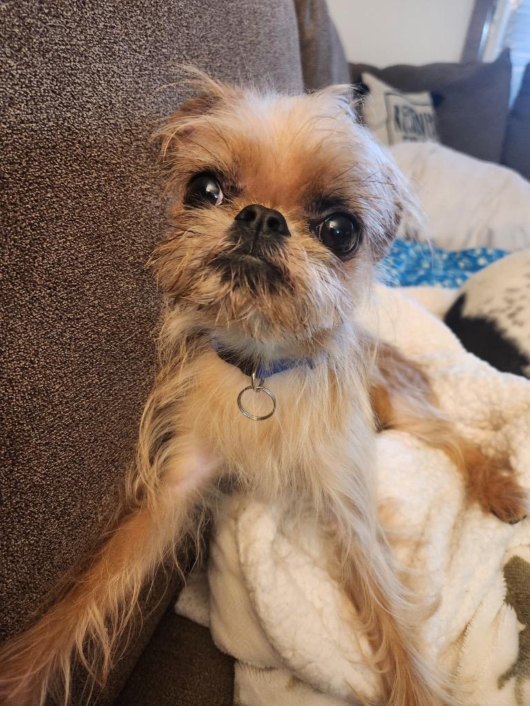 Enlarge Ricky, a Adopted Brussels Griffon in Valparaiso, IN image 2/2